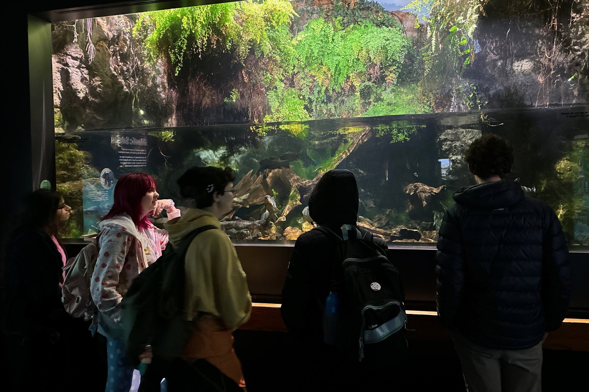 students looking at aquatic exhibit at the New England Aquarium