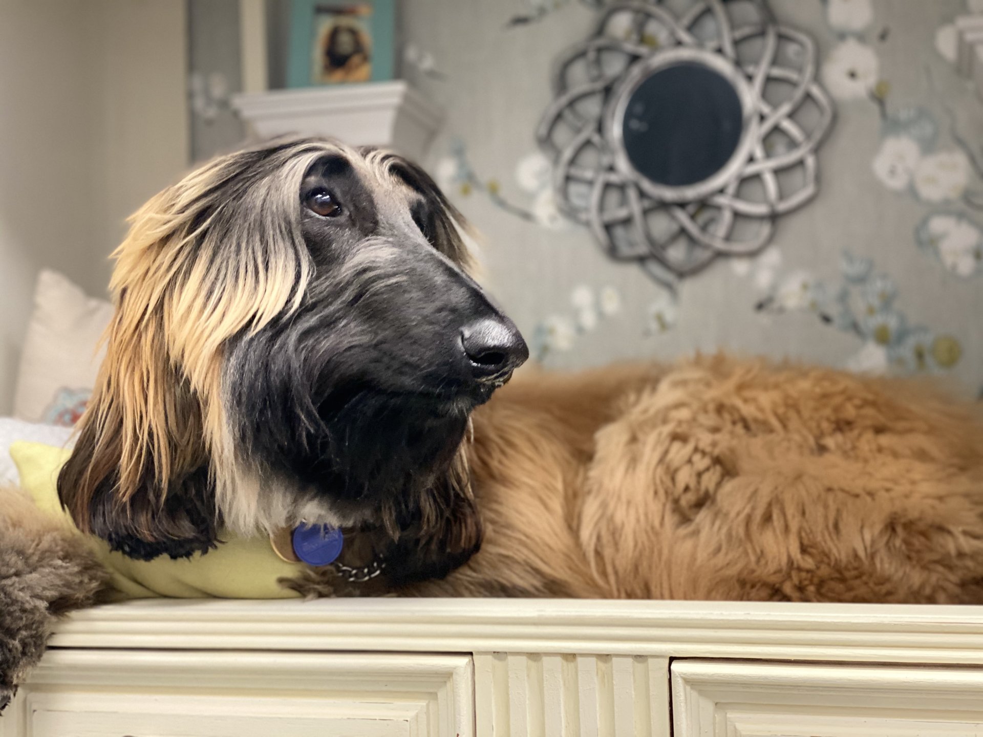 Afghan hound posing on bookcase